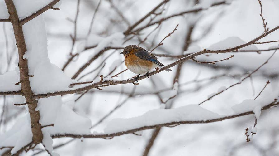 What happens to birds during the polar vortex?