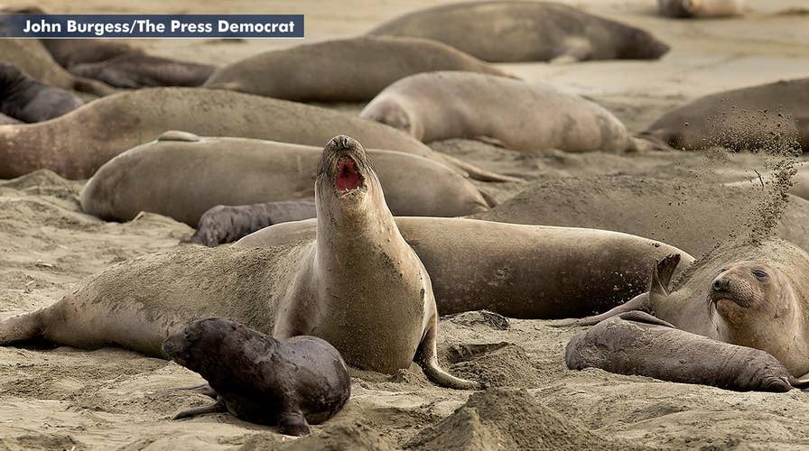 Elephant seals invade popular California beach during government shutdown
