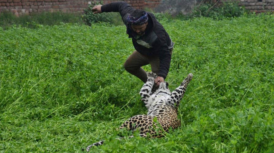 Stray leopard goes on rampage in India, attacks four people
