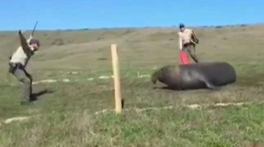 Deputies wrangle massive elephant seal in California