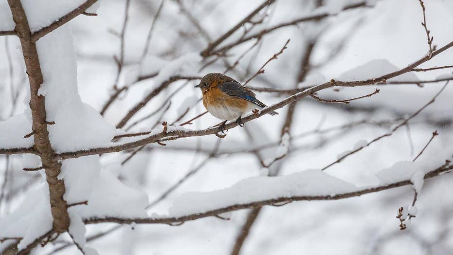 Can Birds Survive A Polar Vortex Here S What Happens To Feathered