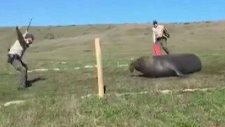 Wayward elephant seal guided to safety by California cops after getting lost