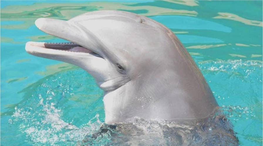 Fourth bottlenose dolphin dies at Dolphinaris Arizona in less than two years