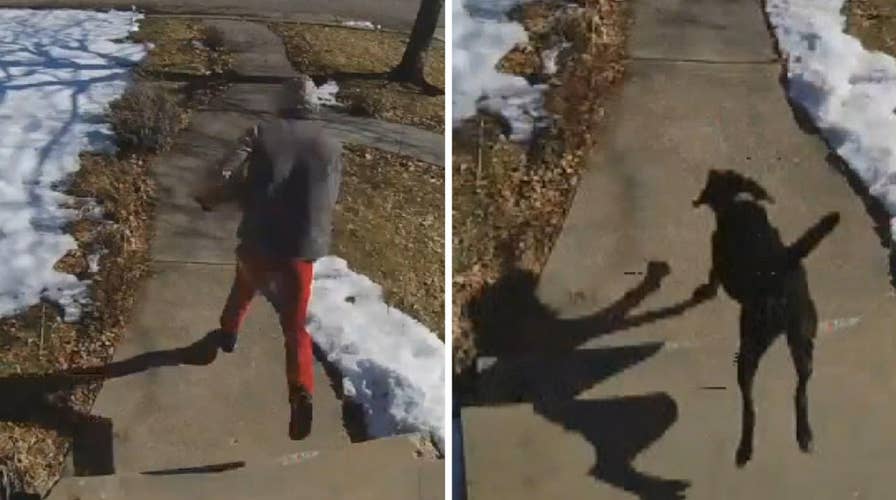 Family dog chases down porch pirate in Utah