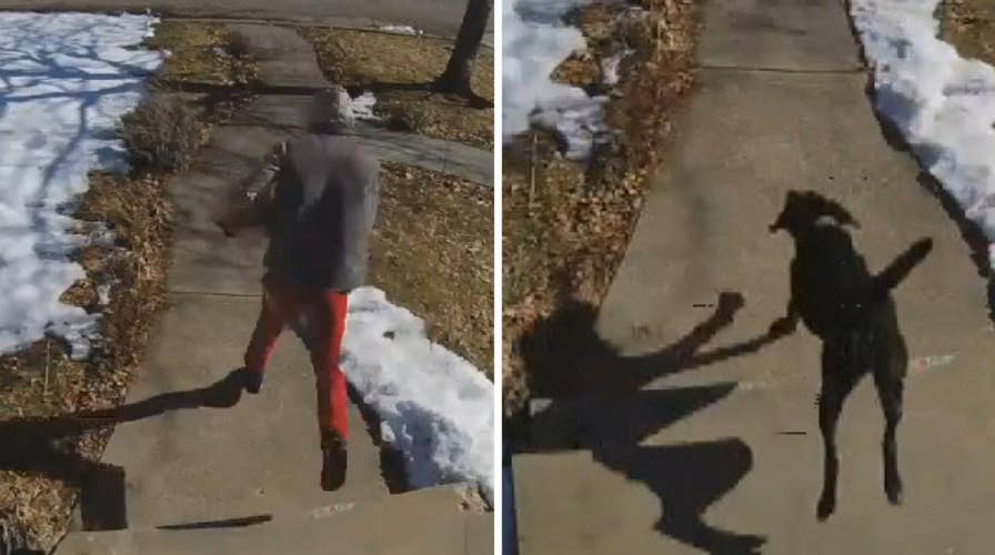 Family dog chases down porch pirate in Utah