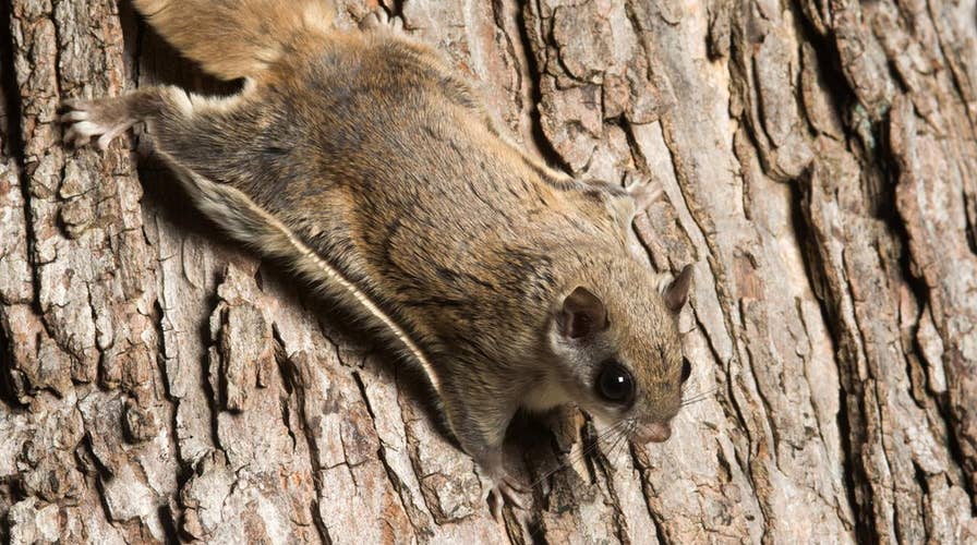 Wisconsin biologist shocked to find hot pink flying squirrels
