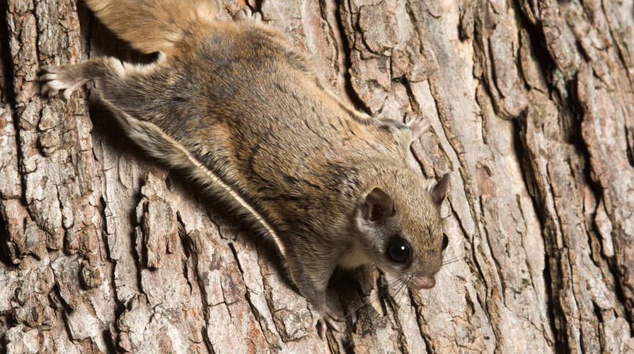 Wisconsin biologist shocked to find hot pink flying squirrels