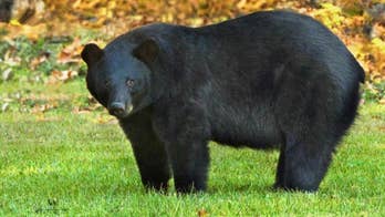 Tennessee man died of meth overdose before being eaten by bear at national park: autopsy