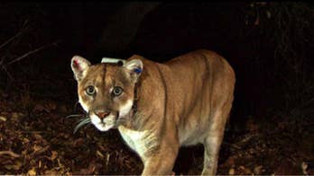Idaho woman accidentally grabs mountain lion during attempt to break up 'dog fight'