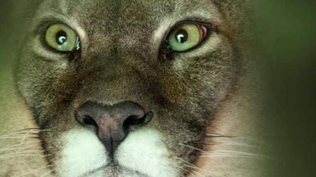 A Colorado Runner Fights Off A Cougar Attack During A Trail Run Latest