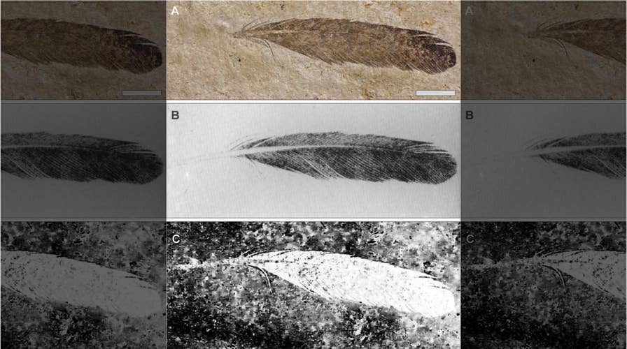 First dinosaur feather ever discovered reveals mysterious secrets