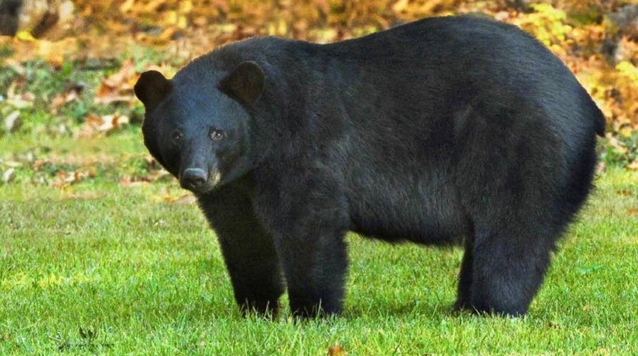 Autopsy reveals a Tennessee man died of a meth overdose before being eaten by a bear at a park