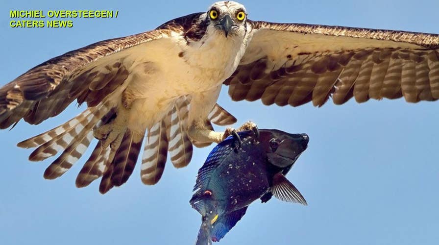 STUNNING IMAGES: Osprey carries off vibrant-blue coral reef fish in Aruba