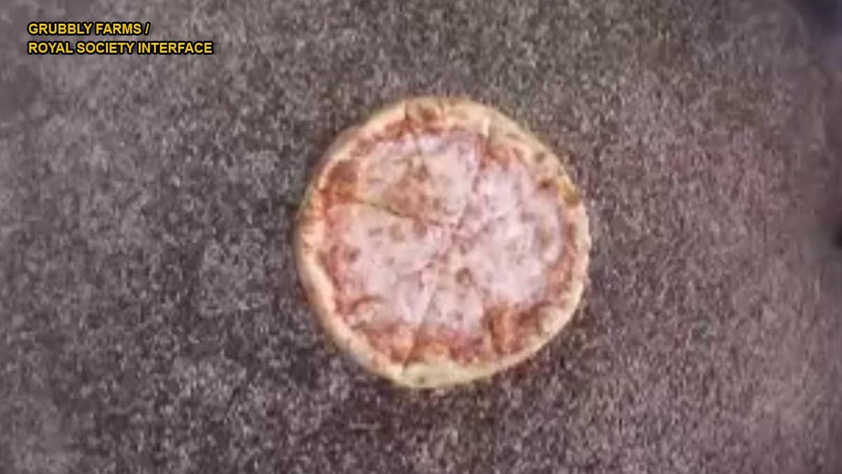Fountain' of 10,000 maggots devour pizza in just 2 hours, reveal unique  way fly larvae feed
