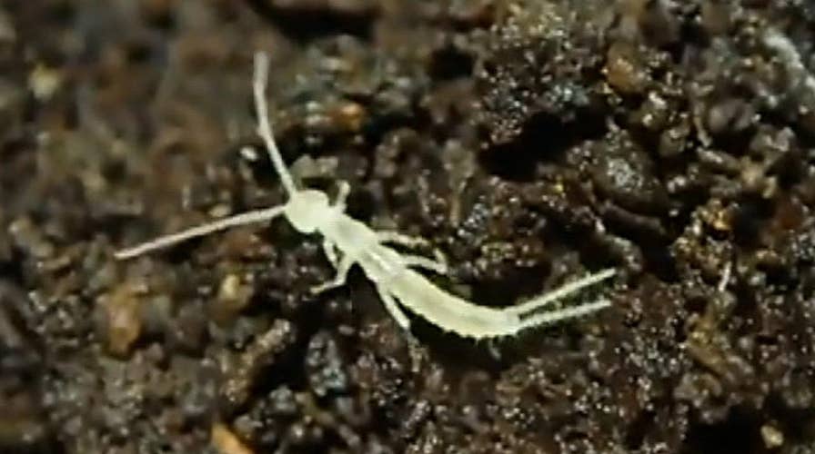 Scientists discover a new subterranean species of arthropod in a cave in Canada