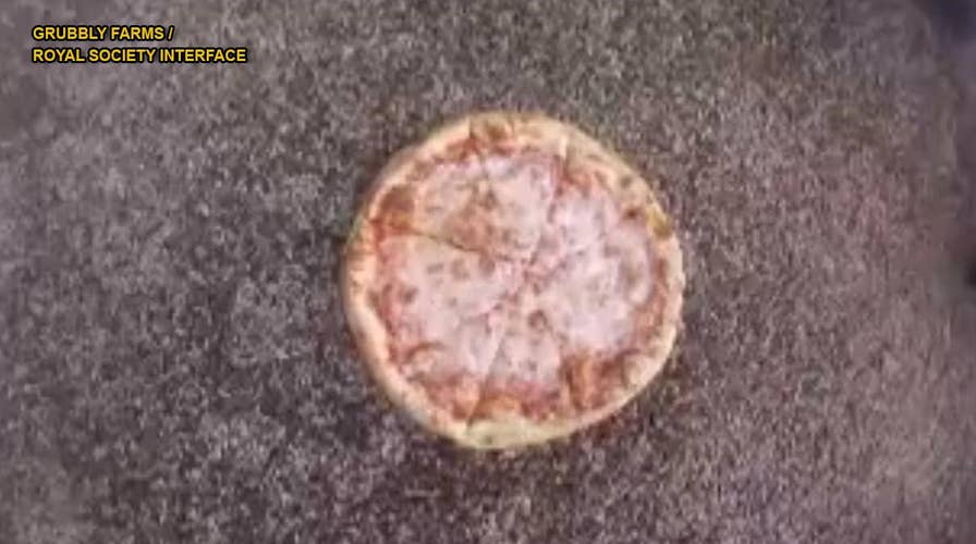 'Fountain' of 10,000 maggots devour pizza in just 2 hours, reveal unique way fly larvae feed