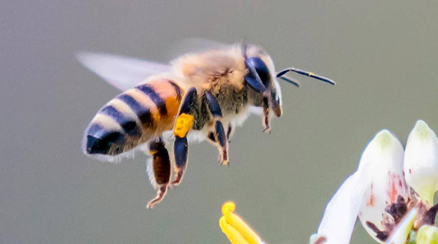 Bees can solve math problems the average toddler can't