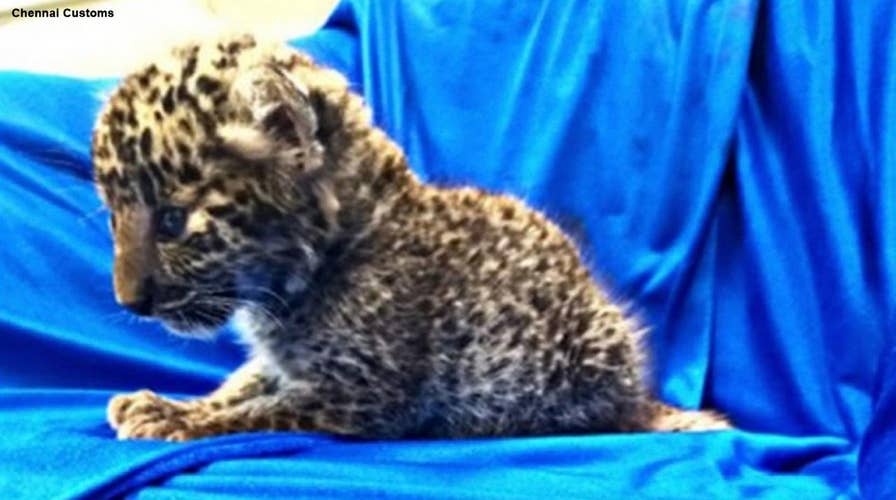 Man tries to smuggle leopard cub into India in his luggage