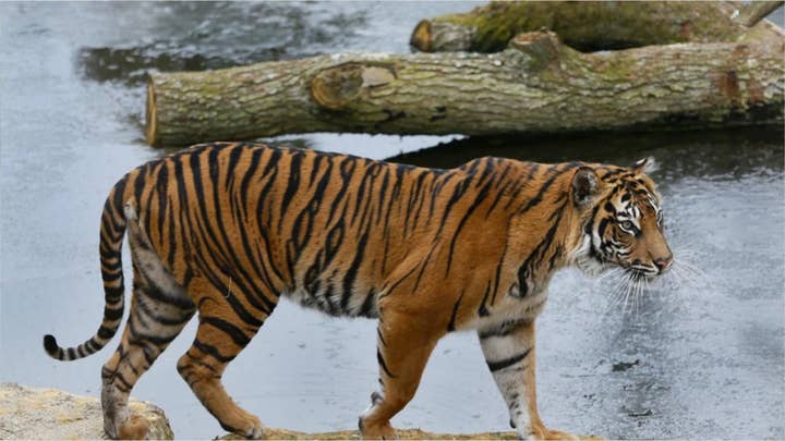Rare Sumatran tiger at London zoo killed by prospective mate moments after being introduced