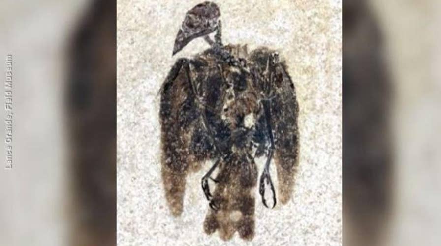 52-million-year-old bird fossil found with feathers still attached in Wyoming
