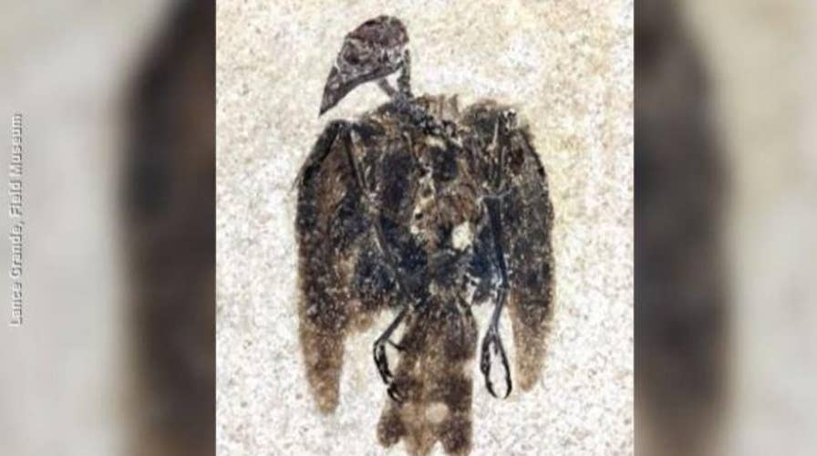 52-million-year-old bird fossil found with feathers still attached in Wyoming