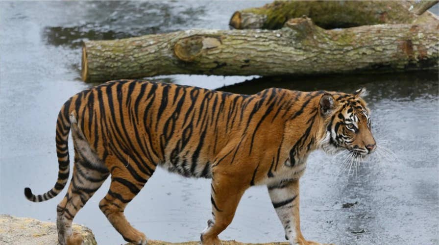 Rare Sumatran tiger at London zoo killed by prospective mate moments after being introduced