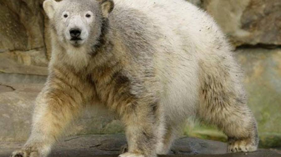 More than 50 polar bears invade Russian village