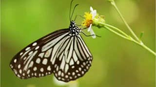 Rapidly declining insect populations triggering end of mankind? - Fox News