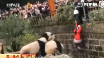 Girl, 8, falls into panda enclosure at Chinese reserve before getting pulled to safety