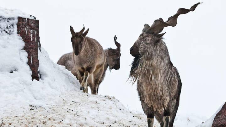 American trophy hunter pays big to hunt mountain goat