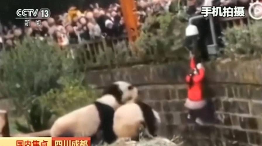 Little girl pulled to safety after falling into panda enclosure in China