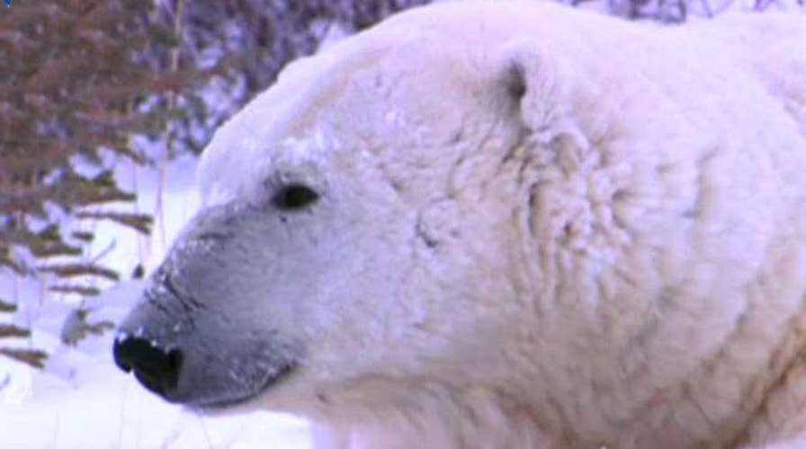 Reports: Dozens of polar bears invade remote Russian town