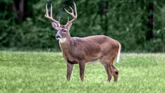 Deadly 'zombie' deer disease threat prompts Louisiana lawmaker to act: It's 'critical' to find a cure