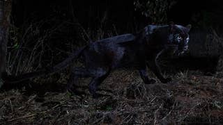 Rare black leopard spotted in Africa  - Fox News
