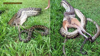 Giant python devours wallaby in Australia, shocking photos show