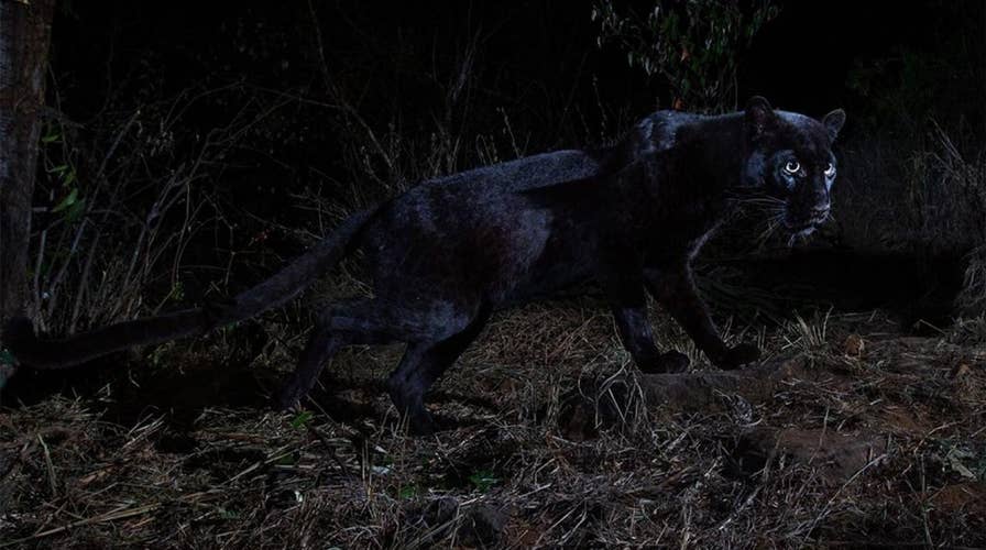 Rare black leopard spotted in Africa