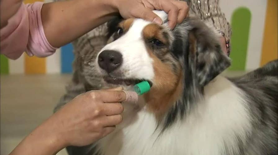 DNA testing goes to the dogs