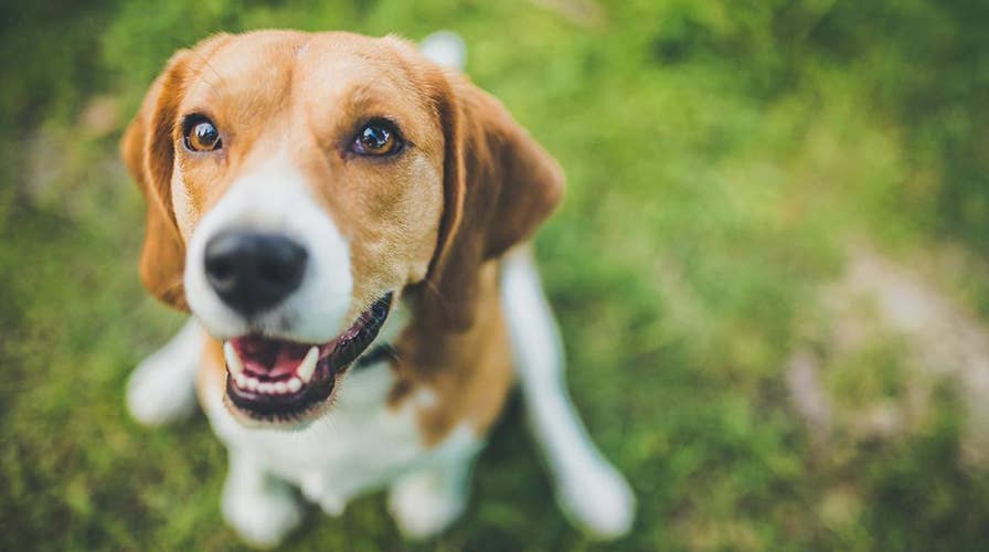 Beagle raising baby possum after losing her litter