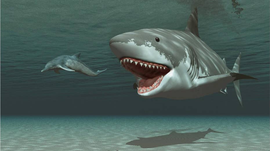 deep blue shark compared to megalodon
