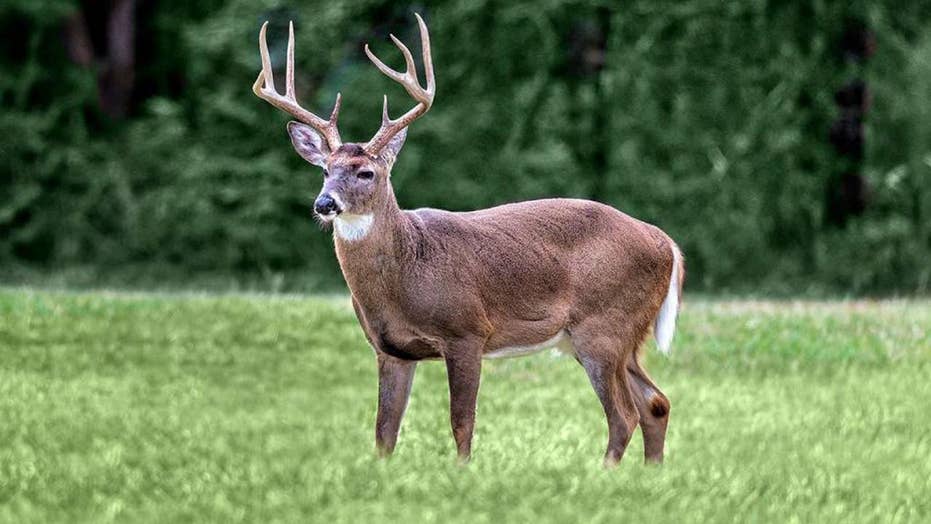 deer images