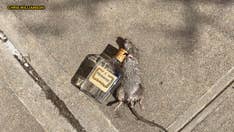 Rat lying next to empty Hennessy bottle goes viral: 'Might need mouse to mouse resuscitation'