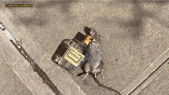 Rat Lying Next To Empty Hennessy Bottle Goes Viral Might Need