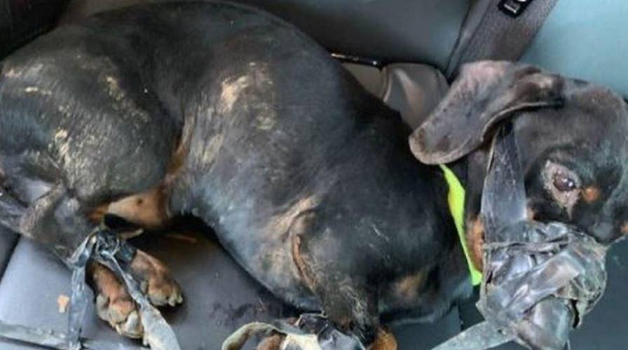 Police: Missouri man wrapped the legs and mouth of a dachshund with duct tape before dumping it in a ditch