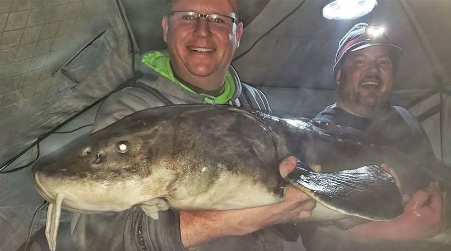 Fishermen catch ‘monstrous’ 78-inch sturgeon