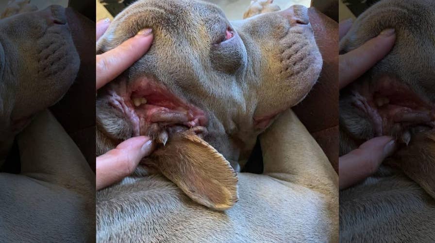 Dog in Oklahoma with 2 ‘mouths’ finds permanent home