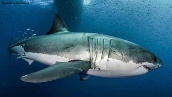 Great white sharks have ‘toxic’ heavy metals in their blood, study finds