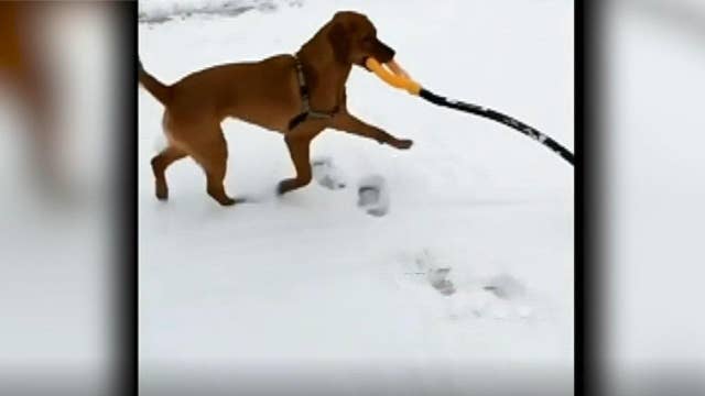 Dog helps owner shovel snow in Massachusetts