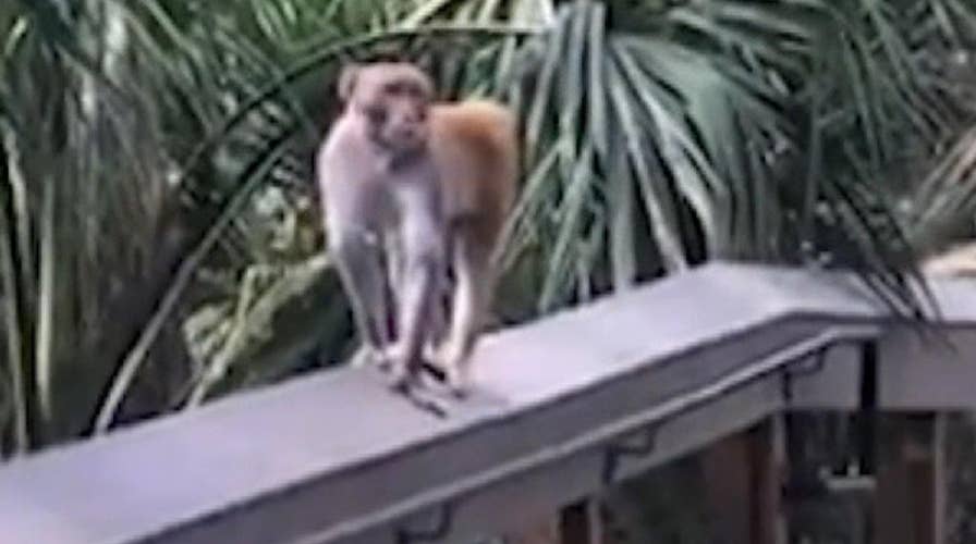Aggressive monkey chases tourists in Florida's Silver Spring State Park