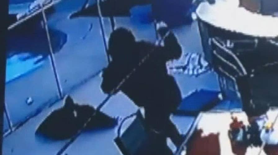 Quick-thinking owner saves dog from hawk attack