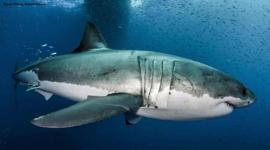 The genome of great white sharks may hold the key to curing cancer